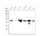Fumarate Hydratase antibody, M02097, Boster Biological Technology, Western Blot image 