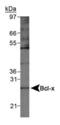 BCL2 Like 1 antibody, PA1-46479, Invitrogen Antibodies, Western Blot image 