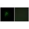 Adrenoceptor Alpha 2B antibody, A03622, Boster Biological Technology, Immunohistochemistry frozen image 