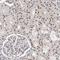 SR-Related CTD Associated Factor 4 antibody, NBP1-88003, Novus Biologicals, Immunohistochemistry frozen image 