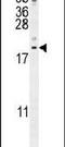 LYR Motif Containing 4 antibody, PA5-24175, Invitrogen Antibodies, Western Blot image 