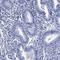 Myosin Binding Protein C, Cardiac antibody, NBP2-13631, Novus Biologicals, Immunohistochemistry frozen image 