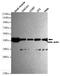 Beta-Actin antibody, MBS475054, MyBioSource, Western Blot image 