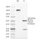 SRY-Box 10 antibody, 33-851, ProSci, Western Blot image 