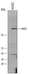 Nitric Oxide Synthase 3 antibody, AF950, R&D Systems, Western Blot image 