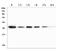 Heat Shock Protein Family B (Small) Member 1 antibody, M00676-5, Boster Biological Technology, Western Blot image 