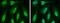 Cell Division Cycle 6 antibody, NBP2-15837, Novus Biologicals, Immunofluorescence image 