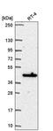 MAPK Activated Protein Kinase 3 antibody, PA5-66156, Invitrogen Antibodies, Western Blot image 