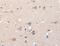 Potassium Voltage-Gated Channel Subfamily H Member 8 antibody, MBS2520397, MyBioSource, Immunohistochemistry frozen image 