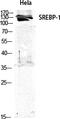 Sterol Regulatory Element Binding Transcription Factor 1 antibody, STJ95776, St John