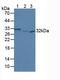 Secretagogin, EF-Hand Calcium Binding Protein antibody, LS-C373524, Lifespan Biosciences, Western Blot image 