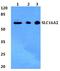 Solute Carrier Family 16 Member 2 antibody, A02662, Boster Biological Technology, Western Blot image 