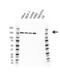 hRAD50 antibody, VMA00642, Bio-Rad (formerly AbD Serotec) , Western Blot image 