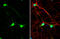 NHERF1 / EBP50 antibody, GTX134431, GeneTex, Immunofluorescence image 