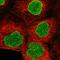 AMP deaminase 3 antibody, HPA038662, Atlas Antibodies, Immunofluorescence image 