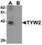 TRNA Methyltransferase 12 Homolog antibody, LS-C144381, Lifespan Biosciences, Western Blot image 