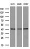 Alcohol Dehydrogenase 7 (Class IV), Mu Or Sigma Polypeptide antibody, M04397, Boster Biological Technology, Western Blot image 