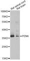 Proenkephalin-A antibody, STJ28224, St John