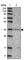 Glycogenin-1 antibody, HPA030497, Atlas Antibodies, Western Blot image 