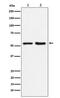 Prolyl 4-Hydroxylase Subunit Beta antibody, M02335-2, Boster Biological Technology, Western Blot image 