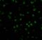 TNF Receptor Superfamily Member 14 antibody, 3773, ProSci, Immunofluorescence image 