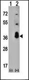 Adaptor Related Protein Complex 1 Subunit Sigma 3 antibody, orb251649, Biorbyt, Western Blot image 