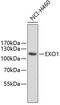 EXO1 antibody, 22-496, ProSci, Western Blot image 