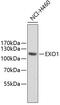 Exonuclease 1 antibody, 22-496, ProSci, Western Blot image 