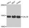 Calcitonin Related Polypeptide Beta antibody, STJ110404, St John