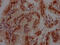 Cullin 3 antibody, CSB-RA898115A0HU, Cusabio, Immunohistochemistry frozen image 