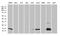 Galectin 1 antibody, LS-C799109, Lifespan Biosciences, Western Blot image 