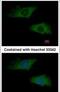 Interferon Alpha 2 antibody, PA5-21926, Invitrogen Antibodies, Immunofluorescence image 