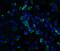 CASP2 And RIPK1 Domain Containing Adaptor With Death Domain antibody, 2406, QED Bioscience, Immunofluorescence image 