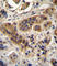 Acyl-CoA Oxidase 1 antibody, abx031615, Abbexa, Western Blot image 