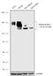 PR/SET Domain 16 antibody, 720206, Invitrogen Antibodies, Western Blot image 