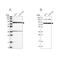 Pentatricopeptide Repeat Domain 3 antibody, PA5-59455, Invitrogen Antibodies, Western Blot image 