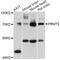 Protein Arginine Methyltransferase 5 antibody, orb136719, Biorbyt, Western Blot image 