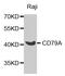 CD79a antibody, abx005604, Abbexa, Western Blot image 