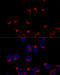 USO1 Vesicle Transport Factor antibody, 16-417, ProSci, Immunofluorescence image 