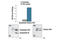 Histone Cluster 1 H2B Family Member B antibody, 7178S, Cell Signaling Technology, Enzyme Linked Immunosorbent Assay image 