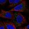 Espin antibody, PA5-66312, Invitrogen Antibodies, Immunofluorescence image 