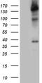 Structural Maintenance Of Chromosomes 1A antibody, LS-C799046, Lifespan Biosciences, Western Blot image 
