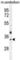 Olfactory Receptor Family 51 Subfamily I Member 1 antibody, abx025813, Abbexa, Western Blot image 