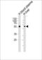 Alpha 2-HS Glycoprotein antibody, 55-038, ProSci, Western Blot image 