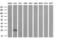Cbp/P300 Interacting Transactivator With Glu/Asp Rich Carboxy-Terminal Domain 1 antibody, M04351, Boster Biological Technology, Western Blot image 