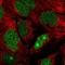 NSA2 Ribosome Biogenesis Factor antibody, NBP2-13675, Novus Biologicals, Immunocytochemistry image 