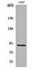 Ribosomal Protein S6 Kinase A5 antibody, orb161856, Biorbyt, Western Blot image 