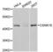 Casein Kinase 1 Epsilon antibody, abx001488, Abbexa, Western Blot image 