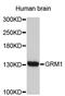 GRM1 antibody, abx002604, Abbexa, Western Blot image 