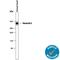 TNXB antibody, AF6999, R&D Systems, Western Blot image 